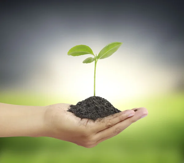 Man met plant in de hand — Stockfoto