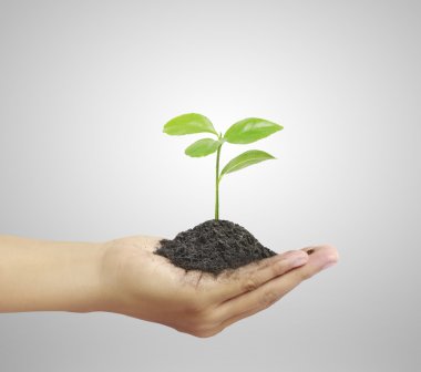 bitki elinde tutan adam