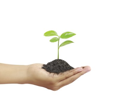 bitki elinde tutan adam