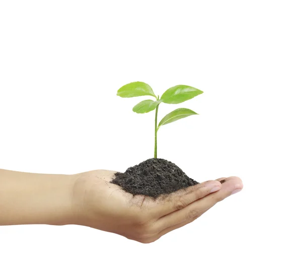 Man holding plant in  hand — Stock Photo, Image