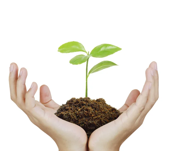 Man holding plant in  hand — Stock Photo, Image