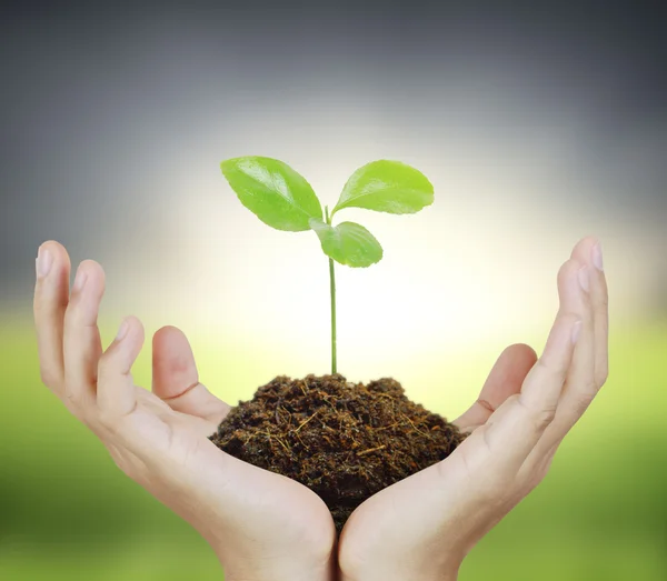 Man met plant in de hand — Stockfoto