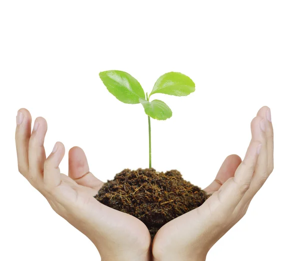 Man holding plant in  hand Royalty Free Stock Images