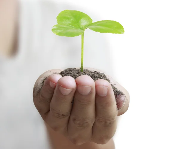 Man hålla anläggningen i hand — Stockfoto