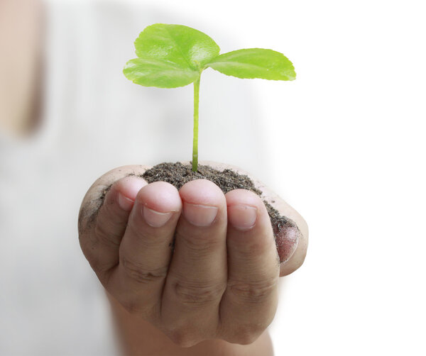 Man holding plant in  hand