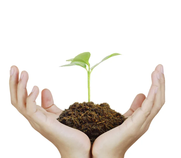 Man holding plant in  hand — Stock Photo, Image