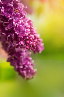 Güzel leylak çiçekleri çalılıklarda mor leylak çiçekleri, yaz zamanı arka planı. Yüksek kalite fotoğraf