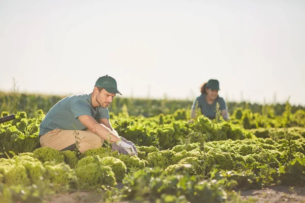 Retrato Duas Pessoas Colhendo Colheita Enquanto Trabalhava Plantação Vegetais Livre — Fotografia de Stock