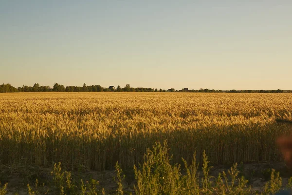 Wide Angle View Rich Golden Field Crops Rye Lit Sunset — Stock Photo, Image