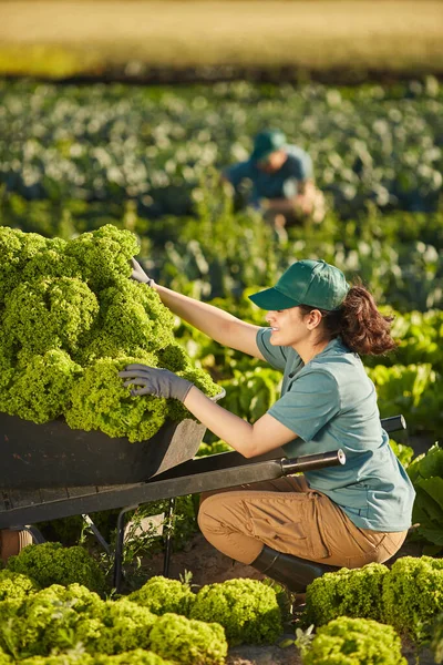 Retrato Vertical Lateral Mujer Trabajadora Cargando Cosecha Carro Plantación Hortalizas — Foto de Stock