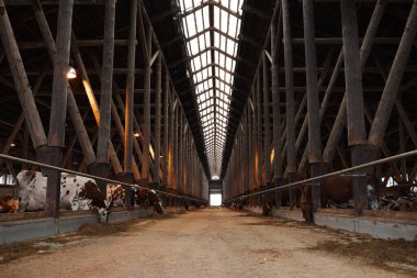Yüksek ahşap kirişler ve sıra sıra beslenen hayvanlar ile köy ineklerine geniş açı görünümü, kopyalama alanı