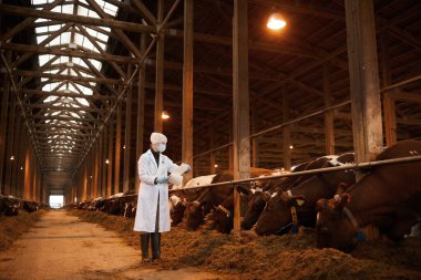 Genç kadın veteriner portresi. Süt ürünleri çiftliğinde inekleri incelerken maske ve laboratuvar önlüğü takıyor. Kopya alanı.