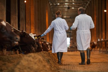 İnek ahırındaki iki veterinerin arka plan portresi çiftlikteki çiftlik hayvanlarını incelerken kameradan uzaklaşıyor.