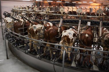 Endüstriyel süt çiftliğindeki sağma makinesindeki ineklerin yüksek açılı arkaplan resmi, boşluğu kopyala