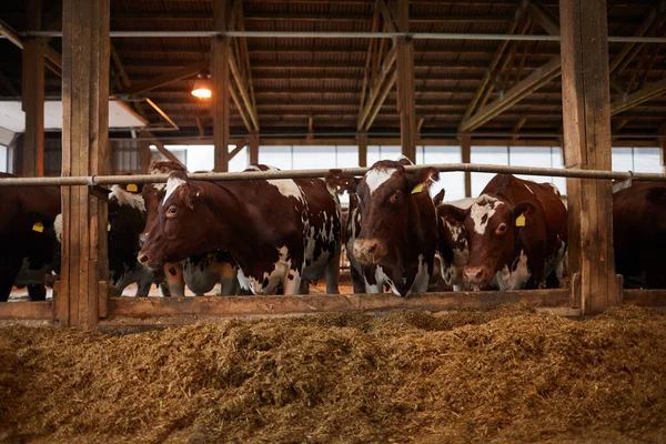 Visão Frontal Retrato Belas Vacas Saudáveis Fileira Comendo Feno Galpão — Fotografia de Stock