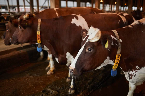 Retrato Belas Vacas Saudáveis Fileira Estábulo Fazenda Leiteira Orgânica Espaço — Fotografia de Stock