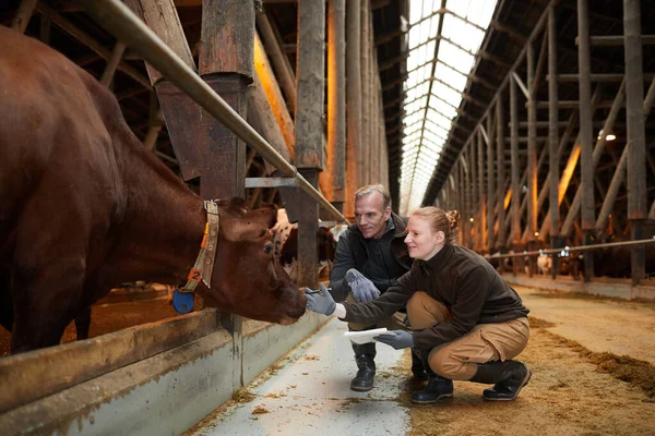 Visão Lateral Retrato Dois Trabalhadores Agrícolas Sorridentes Acariciando Vacas Galpão — Fotografia de Stock