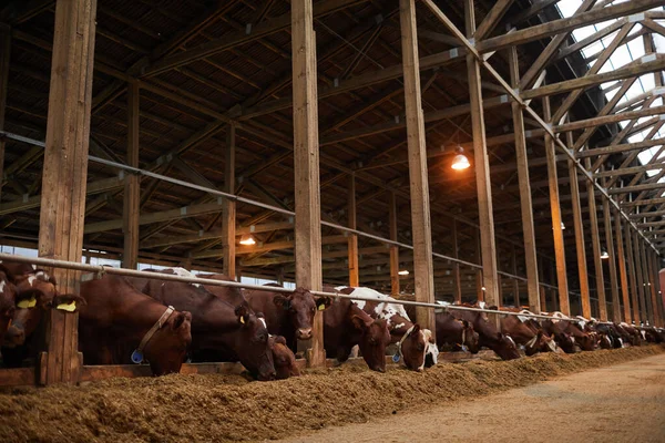 Retrato Ângulo Largo Belas Vacas Saudáveis Fileira Comendo Feno Estábulo — Fotografia de Stock