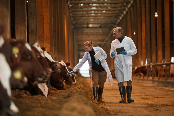 Full Length Portrait Two Veterinarians Walking Camera While Inspecting Cows — Stock Photo, Image