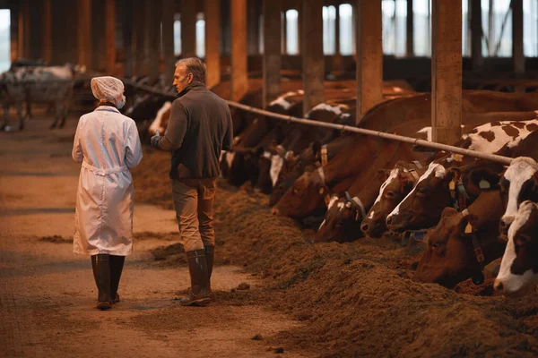 Voltar Vista Retrato Agricultor Maduro Falando Com Veterinário Galpão Gado — Fotografia de Stock