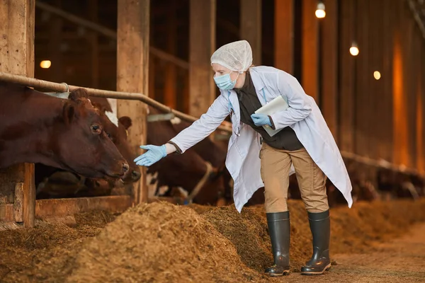 Retrato Comprimento Total Veterinário Feminino Que Usa Máscara Fazenda Enquanto — Fotografia de Stock