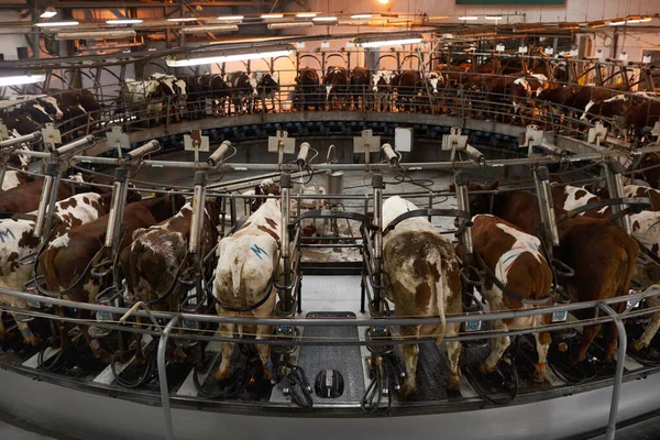 Imagem Fundo Ângulo Largo Vacas Máquina Ordenha Fazenda Industrial Laticínios — Fotografia de Stock