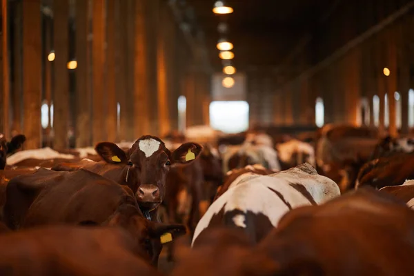 Retrato Ângulo Largo Bela Vaca Jovem Olhando Para Câmera Enquanto — Fotografia de Stock