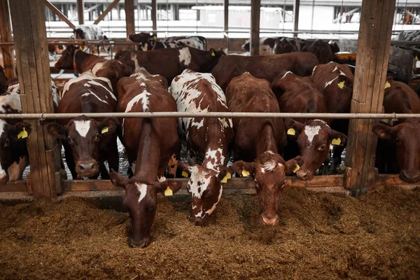 Retrato Alto Ângulo Belas Vacas Saudáveis Fila Comendo Feno Galpão — Fotografia de Stock