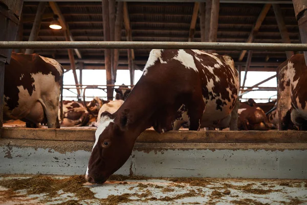 Retrato Comprimento Total Bela Vaca Saudável Comendo Feno Enquanto Está — Fotografia de Stock
