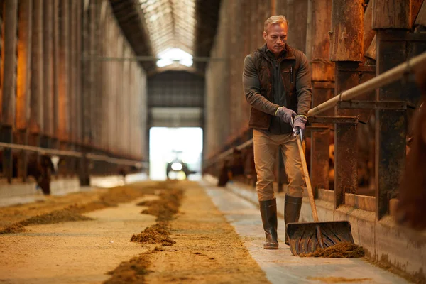 Ολόκληρο Πορτρέτο Του Ώριμου Αγρότη Που Καθαρίζει Την Αποθήκη Αγελάδων — Φωτογραφία Αρχείου