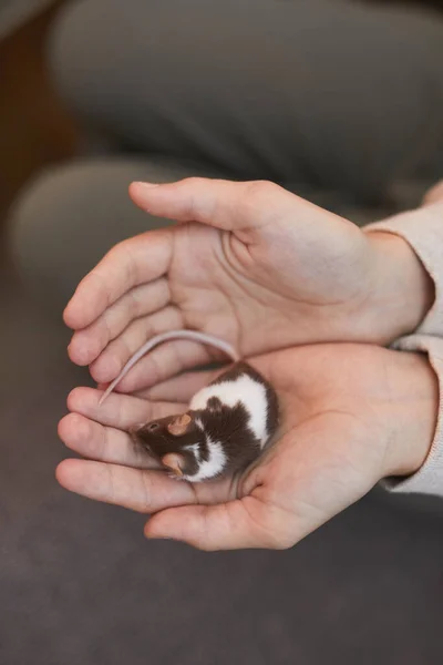 Nahaufnahme Von Kindern Hände Halten Niedliche Kleine Maus Nagetier Hintergrund — Stockfoto