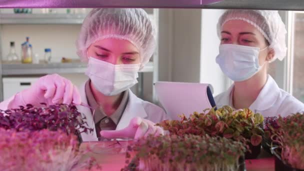 Medium Skott Två Professionella Kvinnliga Biotekniker Bär Medicinska Totalt Masker — Stockvideo