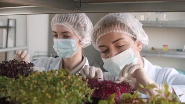 Aussperrung Von Zwei Jungen Kaukasischen Biotechnologinnen Mit Medizinischem Overall Masken — Stockvideo