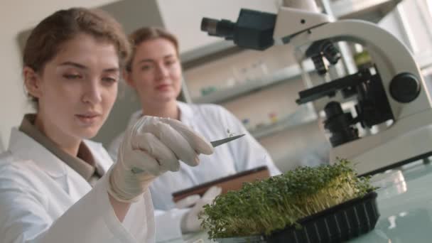 若い女性生物学者の中には生化学の研究室で働いている人もいて 同僚が座って見ている間に力を使って若い植物の1つを取っています — ストック動画