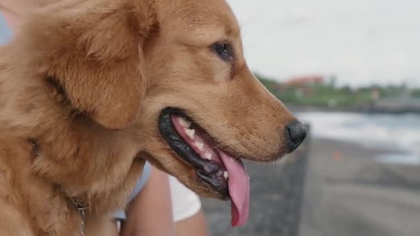 Närbild Söt Golden Retriever Hund Andas Med Tungan Sitter Utanför — Stockvideo