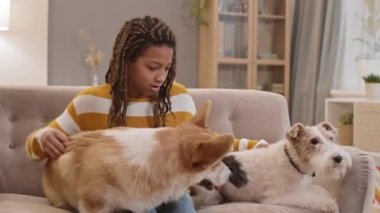 Orta uzunlukta, dokuz yaşındaki neşeli Afrikalı kız. Oturma odasında kanepede oturuyor. Gülümsüyor, kucağında Pembroke Welsh Corgi 'sini kucağında tutuyor ve okşuyor.