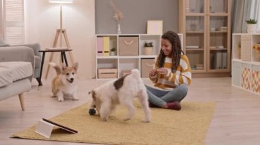 Neşe dolu bir Afrikalı kız çocuğu oturma odasında bacak bacak üstüne atmış, Tel Tilki Teriyeri 'ni ve Pembroke Galli Corgi köpeklerini zıplarken, oynarken, koşarken, kız gülerken,