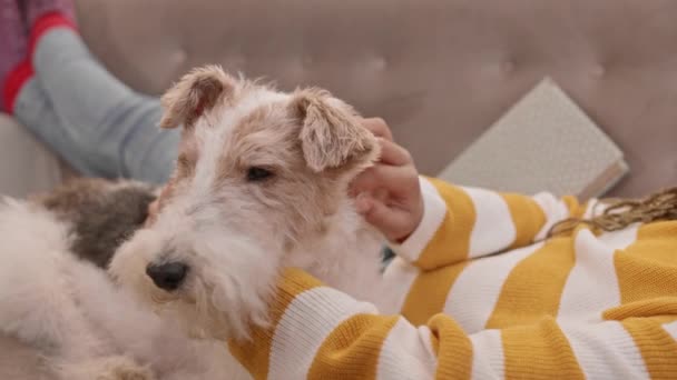 귀여운 Wire Fox Terrier 크로싱 소파에 편안하게 손으로 머리를 쓰다듬는 — 비디오