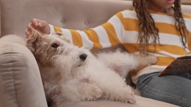Steadicam Shot Cute Relaxed Wire Fox Terrier Chien Couché Sur — Video