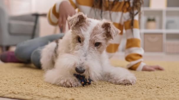 Médio Longo Bonito Feliz Wire Fox Terrier Cão Deitado Chão — Vídeo de Stock