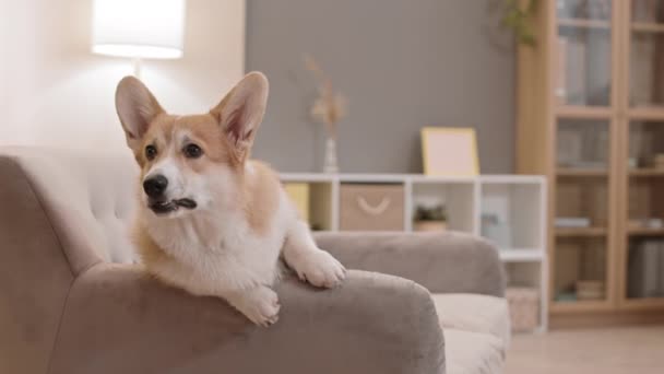 中长的可爱而快乐的彭布罗克威尔士科尔吉犬 舌头伸出坐在沙发上 靠在扶手上 嘴角挂着微笑般的表情 — 图库视频影像