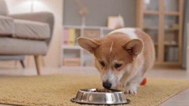 Pembroke Welsh Corgi köpeğinin oturma odasında yerde oturması, sonra kalkıp kasesine gelmesi ve yemek yemeye başlaması.