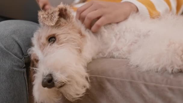 Close Van Ontspannen Schattig Wire Fox Terrier Hond Liggend Bank — Stockvideo