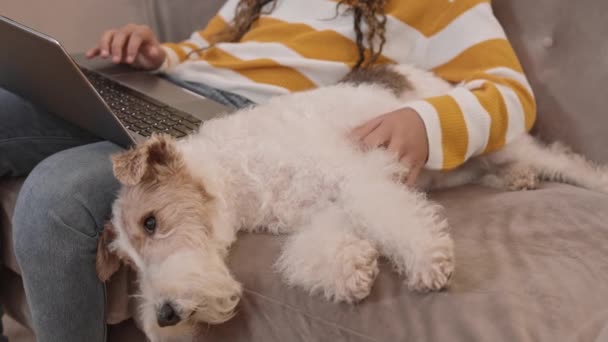 Πλήρης Steadicam Της Χαλαρής Χαριτωμένο Wire Fox Terrier Σκυλί Που — Αρχείο Βίντεο