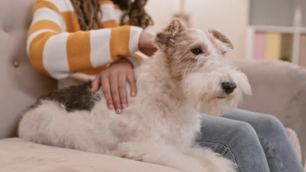 Full Steadicam Avslappnad Söt Wire Fox Terrier Ligger Soffan Nära — Stockvideo