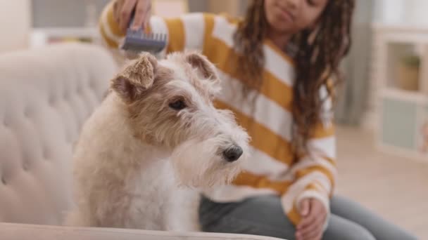 Közepes Közelkép Egy Iskolás Lányról Afro Fonatokkal Drót Fox Terrier — Stock videók