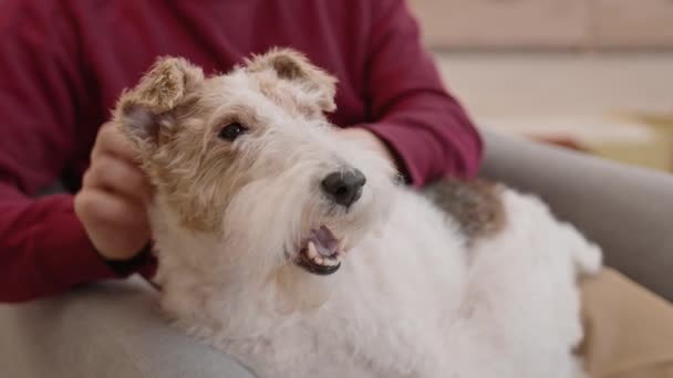 Medium Lång Glad Glad Wire Fox Terrier Hund Ligger Knä — Stockvideo