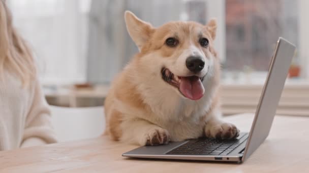 Steadicam Disparo Lindo Pembroke Galés Corgi Sentado Junto Escritorio Cerca — Vídeo de stock