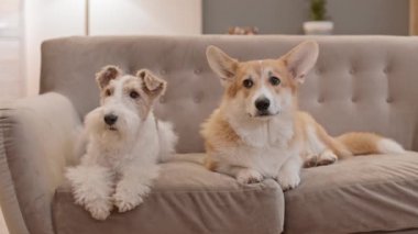 Odadaki kanepede uzanan iki sevimli evcil hayvanın uzun bir görüntüsü. Pembroke Welsh Corgi ve Wire Fox Terrier 'ın portresi etrafa bakınıyor.