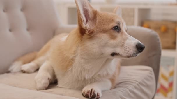 Full Shot Adorable Domestic Animal Lying Couch Room Portrait Pembroke — Stock Video